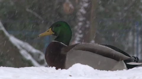 Drake-during-snowfall 動画素材 144315456