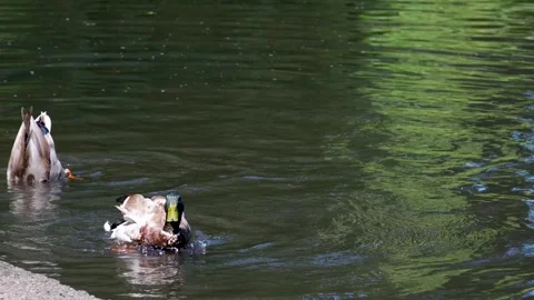 The drake flaps its wings Duck water diving Stock Footage 302809541