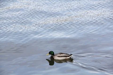 Drake floating on the river Stock Photos