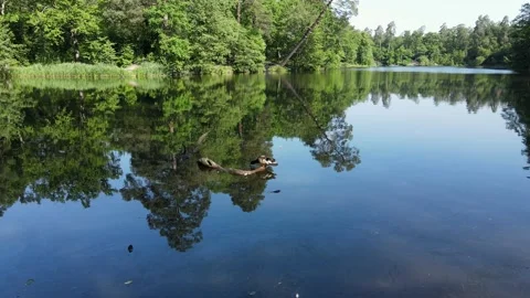 Drake on the lake. Stock Footage 143143312