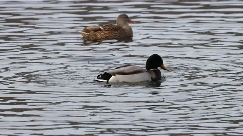 Drake Mallard dunking head under water and feeding Stock Footage 231809155