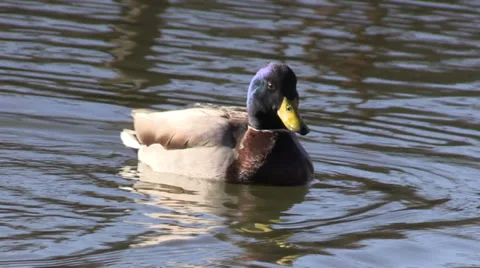 Drake Mallard Stock-Footage 33737831