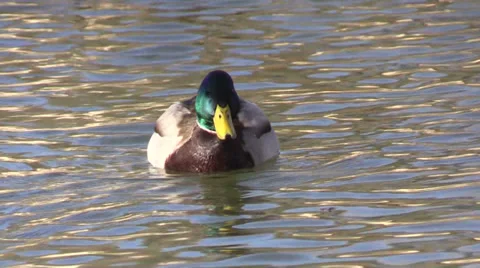 Drake Mallard Stock-Footage 33738543