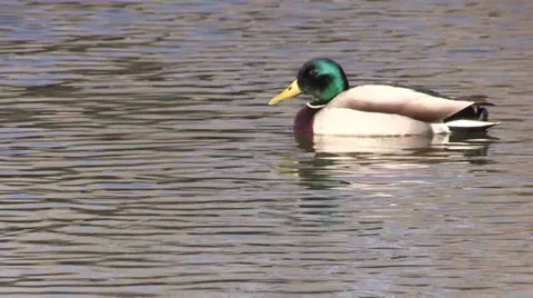 Drake Mallard Vídeos de archivo 33738933