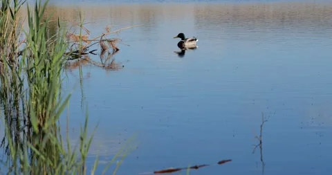 A drake mallard Stock Footage 160649959