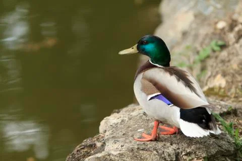 Drake Mallard Stockfoto's