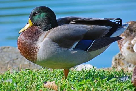 Drake Mallard Stock Photos