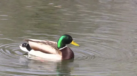 Drake Mallard Preening Stock-Footage 36143702