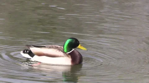 Drake Mallard Preening Vídeos de archivo 36263816
