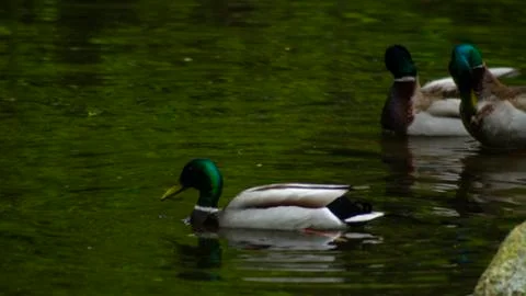 Drake Mallards Stock Photos