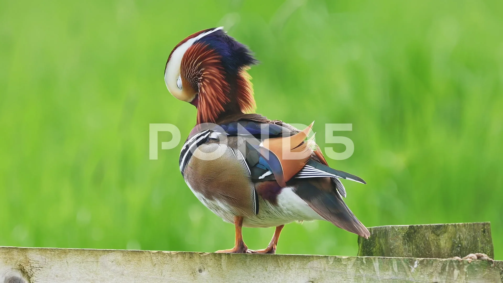 Wildlife Mandarin Duck Water Bird Daytime A Mandarin Duck On The Lake Zoo Mandarin  Duck Photography With Pictures Photo Background And Picture For Free  Download - Pngtree, image size:1920x1080