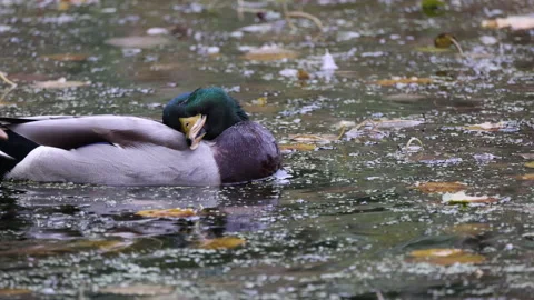 The Drake nurtures the feathers, very close to 4K slomo Stock Footage 166207573