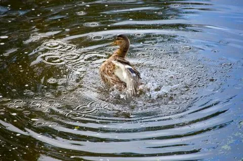 Drake in the river, in splashes Stock Photos