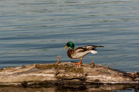Drake sit on a log Stock Photos