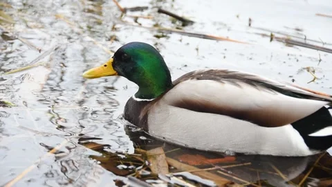 Drake swims on the lake Stock Footage 265165989