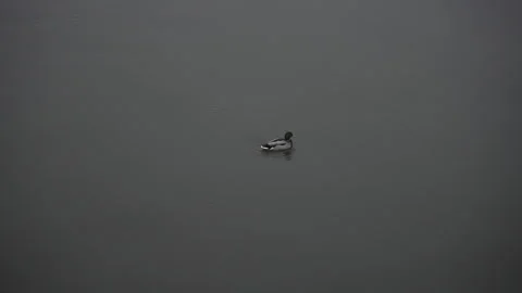 A drake swims in the middle of the river 库存影片 263879237