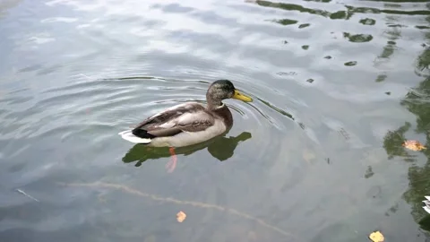 Drake swims in the pond 스톡 동영상 140475834