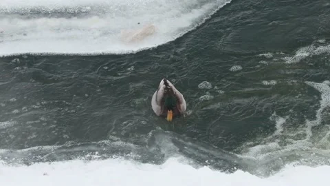 Drake in the water Video stock 168536305