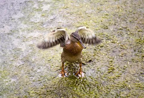 The drake waves wings Stock Photos