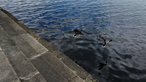 Drakes in the river Stock Footage 148054919