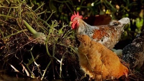 Drama in the Pumpkins Stock Footage 128226767