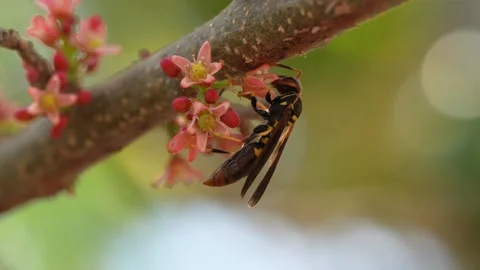Dramatic 4K slow motion of a wasp pollinating a plum blossom in Ica, Peru, with Vídeo Stock 348150189