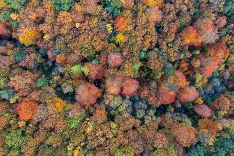 Dramatic aerial drone landscape image of Autumn Fall forest in misty mornin.. Stock Photos