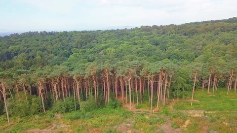 Dramatic aerial flight over edge of forest on a sunny day. Stock Footage