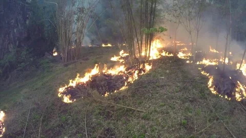 Dramatic aerial over a slash and burn agricultural fire in a rainforest area. Видео 73240776