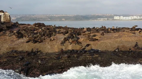 Dramatic Aerial Profile of Cape Fur Seals on Seal Island, Mossel Bay Stock Footage 124532441