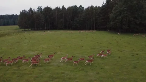 Dramatic aerial shot of a herd of deer running across grass. Stock Footage 154552605