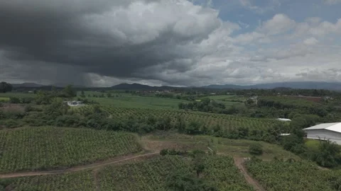 Dramatic Aerial of Tree Plantation Rows, Rice Paddy and Village Farmland Wi.. Stock Footage 337877765