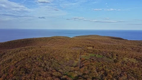 Dramatic aerial view of colorful forest meeting the ocean on a sunny day Stock Footage 325726597