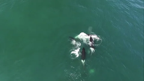 Dramatic aerial view scenery of flock of Orca killer whale hunting on humpback Stock Footage 196779526