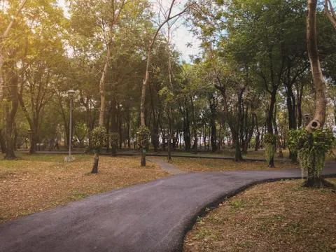 Dramatic asphalt path way in fall autumn public park with warm light for back Stock Photos