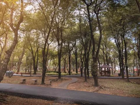 Dramatic asphalt path way in fall autumn public park with warm light for back Stock Photos