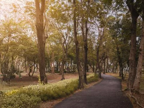 Dramatic asphalt path way in fall autumn public park with warm light for back Stock Photos