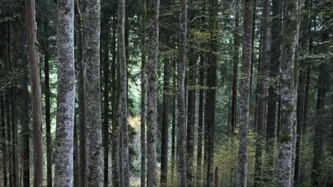 Dramatic autumn beech forest from above, smooth parallax motion, 4K Stock-Footage 320155011