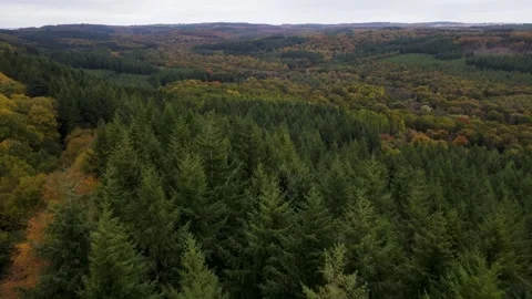 Dramatic Autumn Landscape Patterns in the Forest of Dean 4K Drone Stock Footage 321448777
