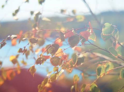 Dramatic autumn leaves on branches background Stock Photos