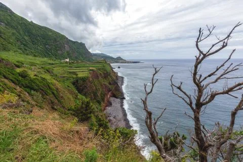 Dramatic Azores Tree Stock Photos