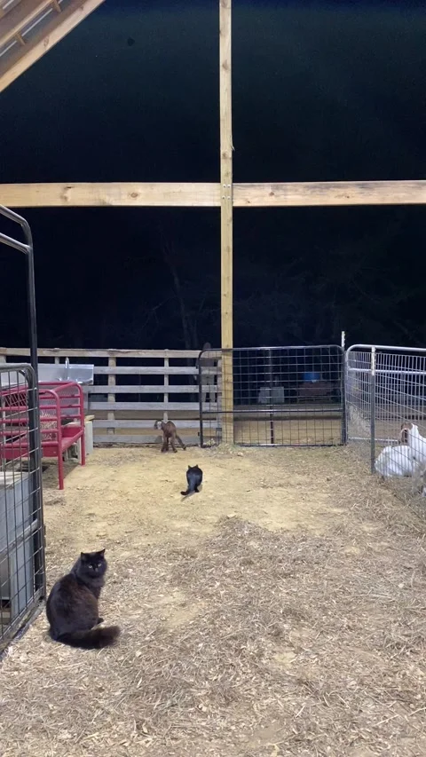 Dramatic Baby Goat Screams for Dad, Athens, Tennessee, USA - 31 Mar 2022 Stock Footage 205425468