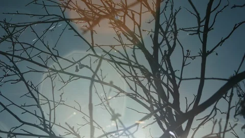 Dramatic backlit bare bushes against blue sky Stock Footage 95985814