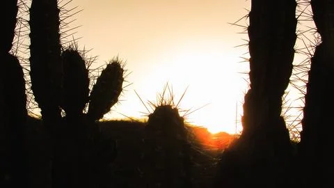 Dramatic backlit cacti with sharp spines stand against a vibrant golden sky.. Stock Photos