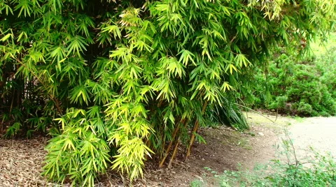 Dramatic Bamboo Gardens Stock Footage 623099