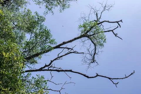 Dramatic Bare Tree Branch Stretching Across an Open Blue Sky Stock Photos