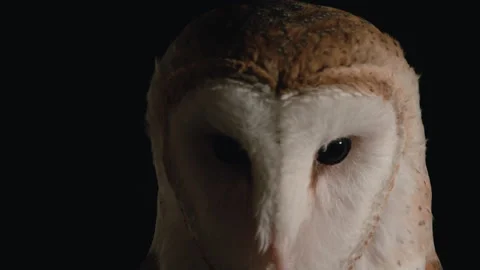 Dramatic barn owl close up on black background Stock Footage 170969848