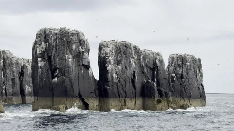 Dramatic basalt sea stacks with seabirds Stock Footage 336545425