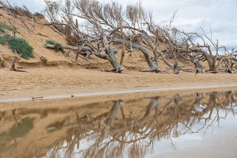 A dramatic beach scene showing severe coastal erosion, with undercut sand d.. Stock Photos