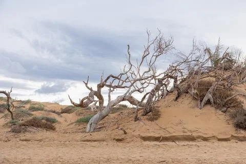 A dramatic beach scene showing severe coastal erosion, with undercut sand d.. Stock Photos